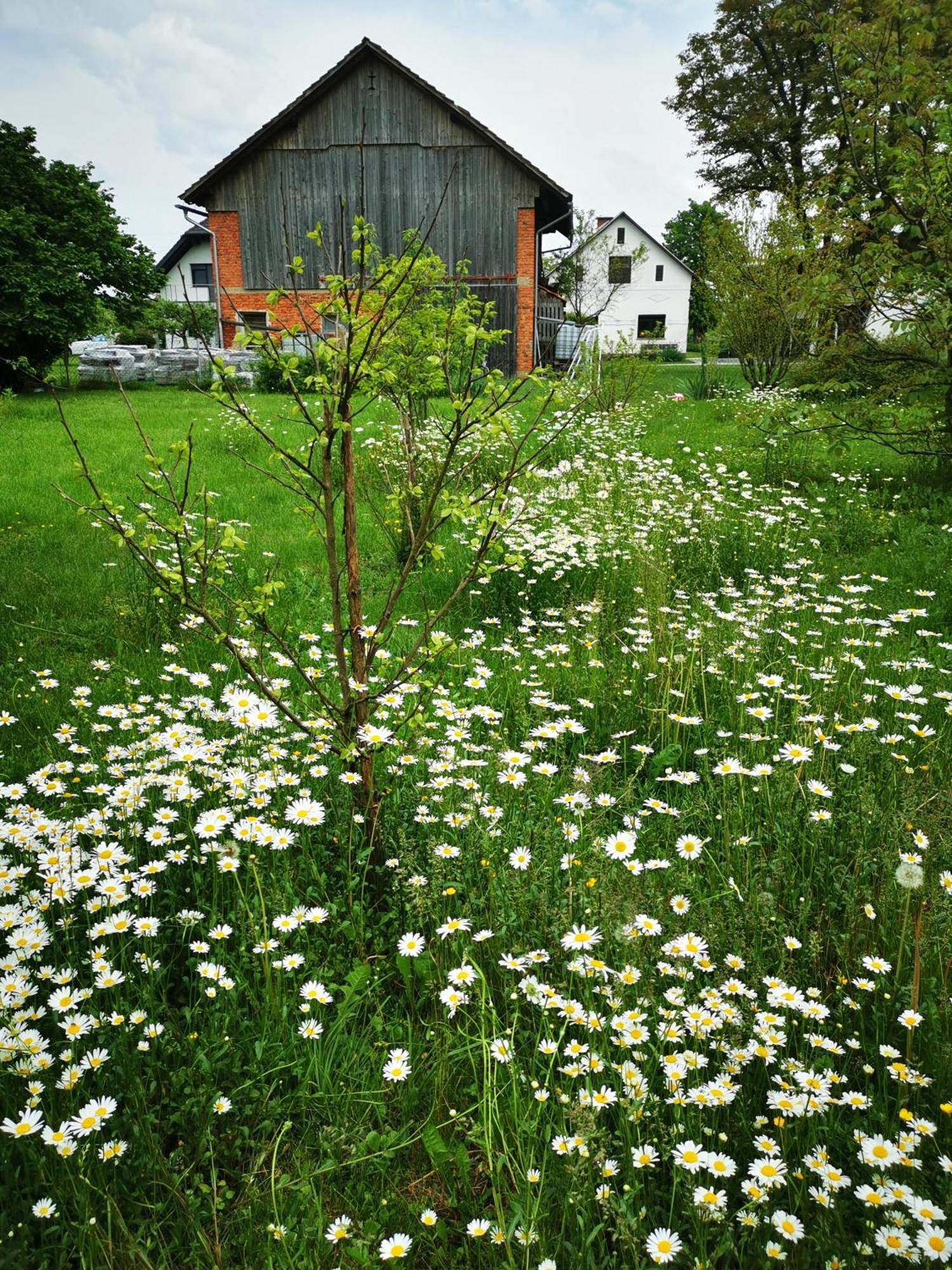 Merikotka - A Cozy Wooden Cottage, Slovenia Braslovce Exterior photo